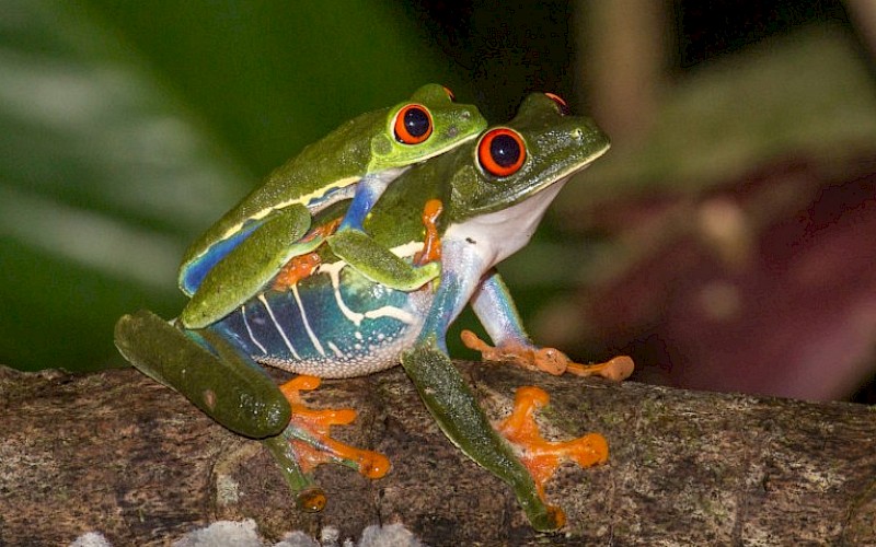 Bildervortrag "Tiergeschichten aus dem Regenwald"